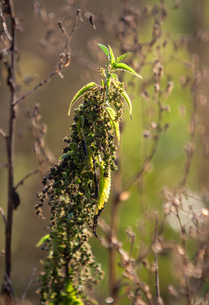 明亮的绿色荨麻图片下载