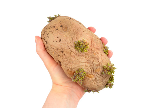 土豆发芽图片下载