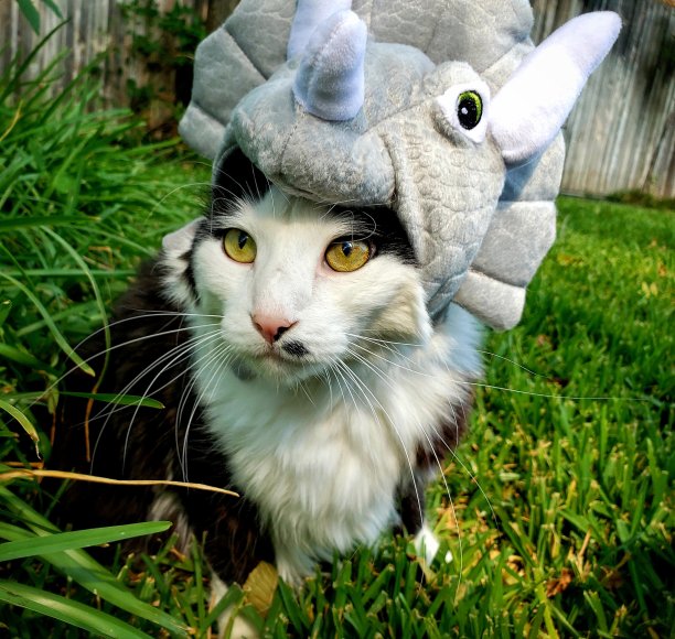 史前的猫图片下载