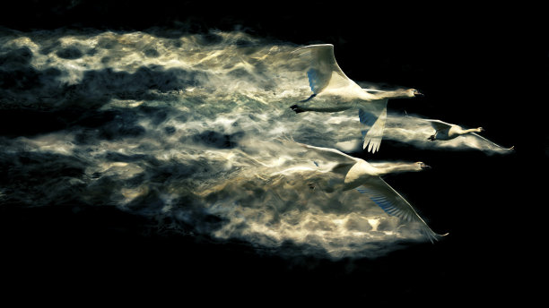 抽象的性质。飞翔的鸟。色散效应。黑色背景。图片下载