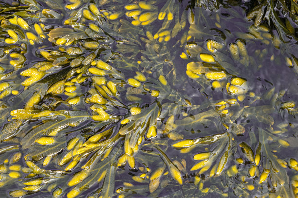 水生自然纹理背景的岩石上的海草的观点图片下载