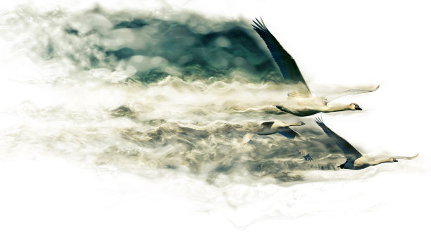 抽象的性质。飞翔的鸟。色散效应。白色背景。图片下载