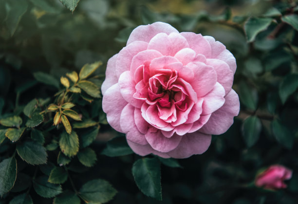 娇嫩的秋天英国茶玫瑰在花园里图片下载