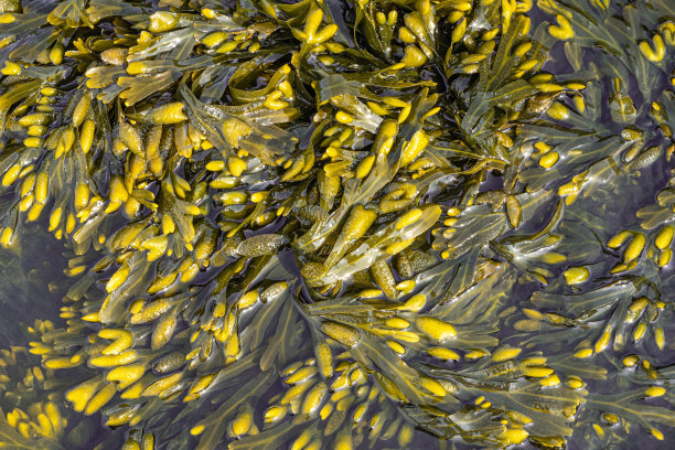 水生自然纹理背景的岩石上的海草的观点图片下载