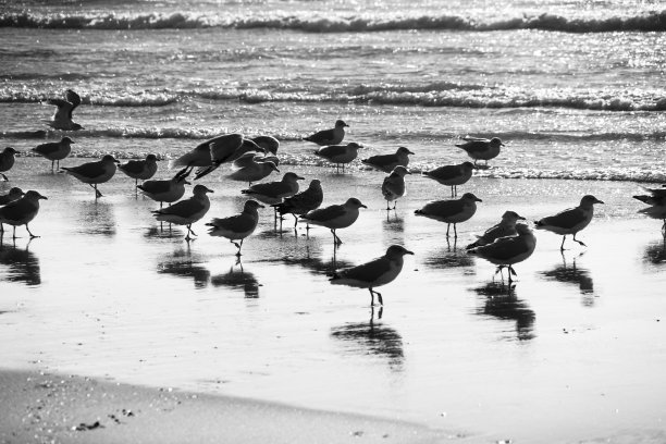 海鸥在威尔士罗西里海滩上形成自然纹理背景的海滨黑白图像图片下载