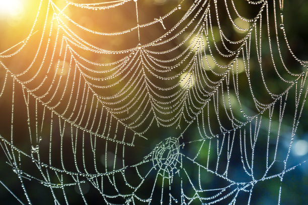 结着露珠的网在阳光下闪闪发光。抽象的自然背景。素材图片