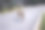 两条狗在柏油路上奔跑，动物出没的背景图片下载