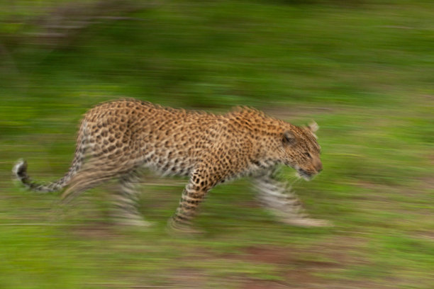 雌豹锅图片下载