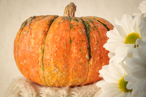 惬意的秋天静物。南瓜和针织围巾。图片下载