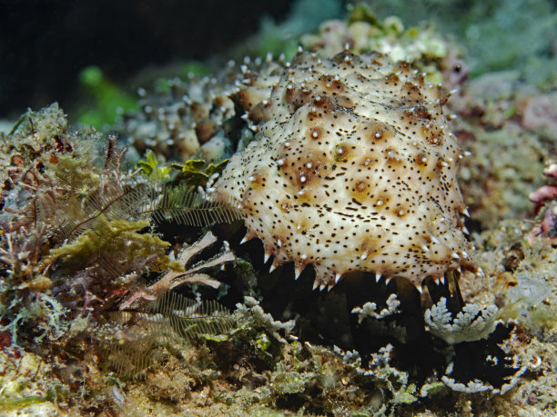 《海参》，斯特里切尔·西瓦尔兹(博哈德希亚·格雷菲)图片下载