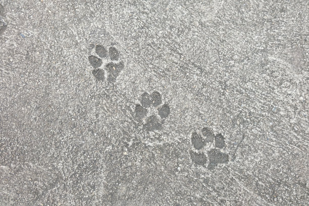 水泥地板上有狗的脚印。图片下载