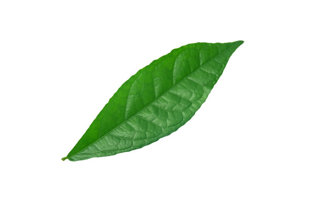 孤立的绿色牙齿刷树叶在白色的背景。图片下载