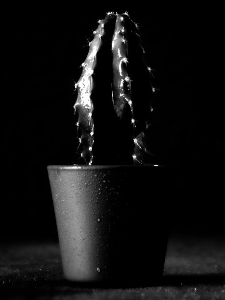 仙人掌背景黑与白图片下载