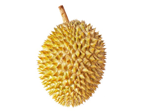 白色背景上孤立的榴莲果实。典型的亚洲水果。图片下载