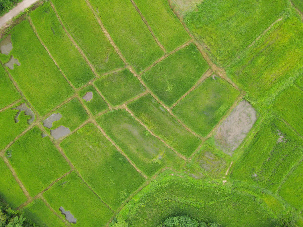 稻田图片，泰国无人机拍摄的高角度稻田图片下载