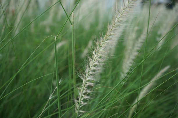 白尾草(Pennisetum setaceum, Forssk.)Chiov。(选择性聚焦)图片下载