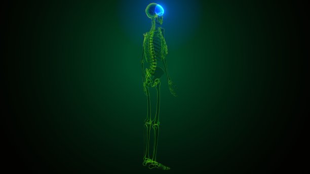 人体骨骼颅骨额骨解剖的3d插图图片下载