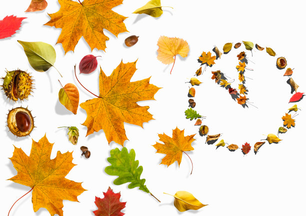 手表表盘上的树叶以白色为背景图片下载