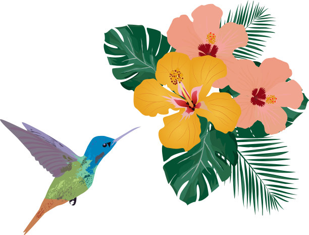 蜂鸟和鲜花图片下载