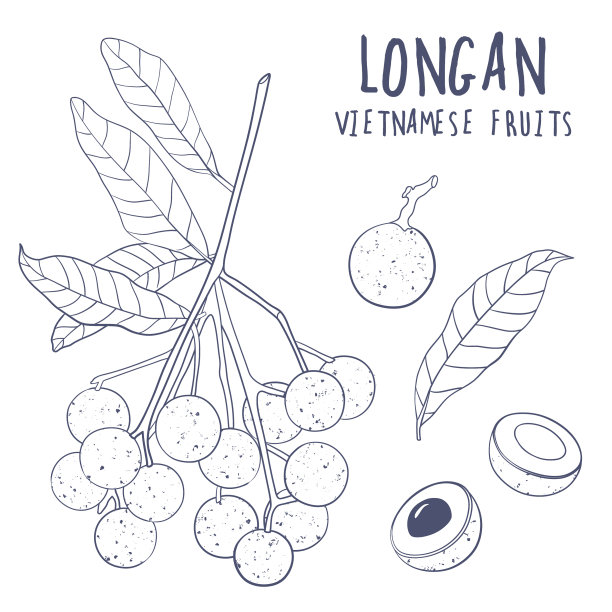 龙眼组手绘热带越南图片下载
