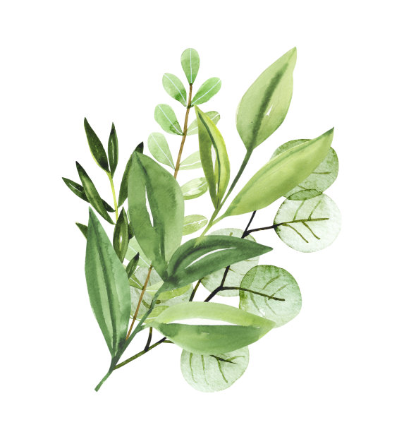 水彩手绘植物秋天的叶子和树枝插图花束孤立在白色的背景图片下载