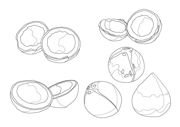 线椰子水果新鲜的白色背景插图矢量图片下载