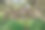 一个小女孩在一棵美丽的大柳树下散步图片下载