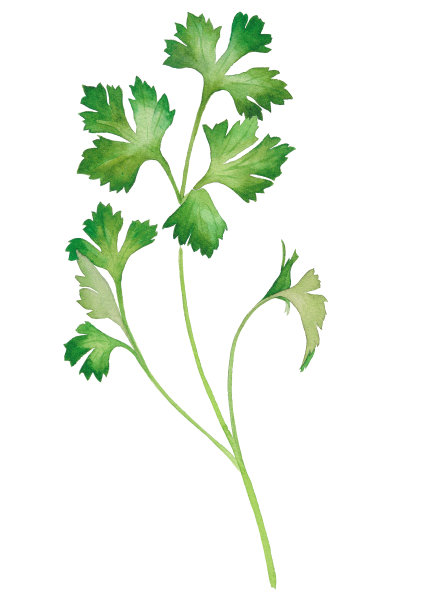 草本植物:意大利欧芹水彩画图片下载