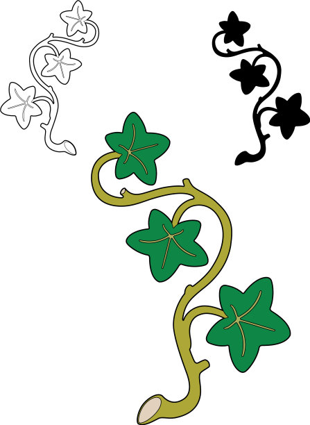 艾薇分支图片下载