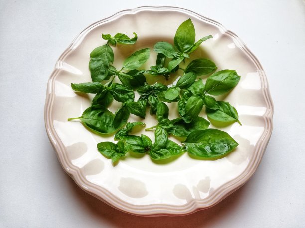 罗勒叶图片下载