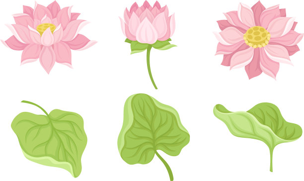 睡莲花及其部分孤立在白色上图片下载