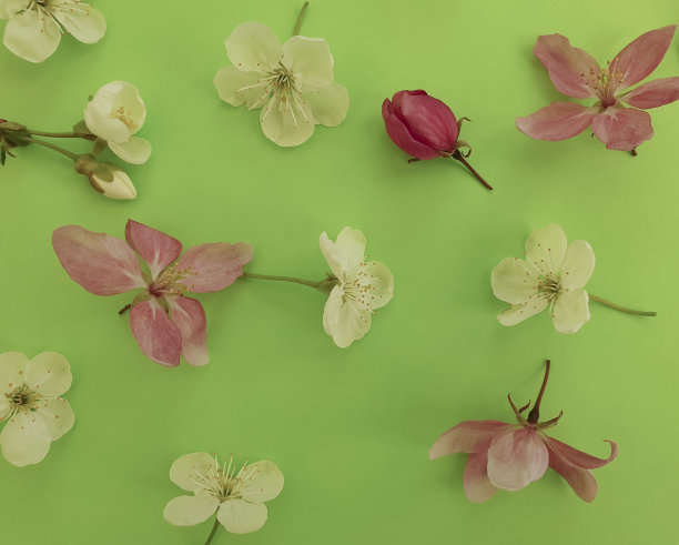 盛开的樱桃在一个彩色的背景假日图片下载