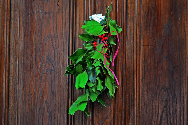 冬青树枝图片下载