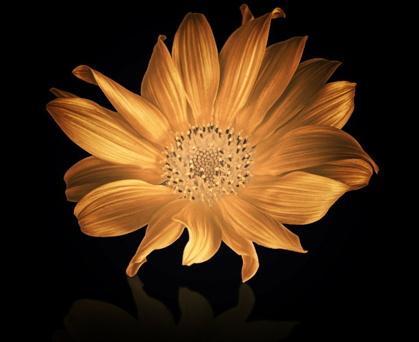 金妈妈图片下载