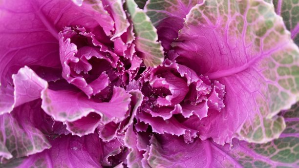 装饰性的卷心菜图片下载