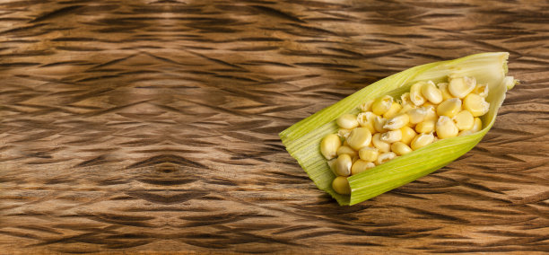 哥伦比亚田地里生长的年轻玉米粒——玉米图片下载