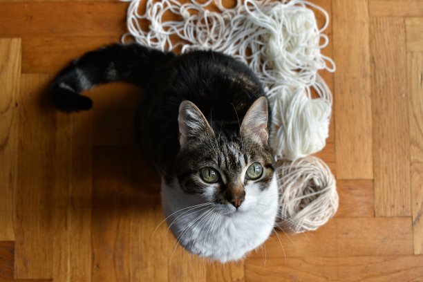 黑白猫在太阳下带着毛球图片下载