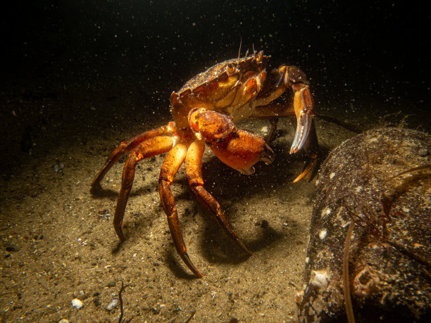 一只螃蟹和一个瓶子的特写水下照片。图片来自瑞典马尔默厄勒桑德图片下载