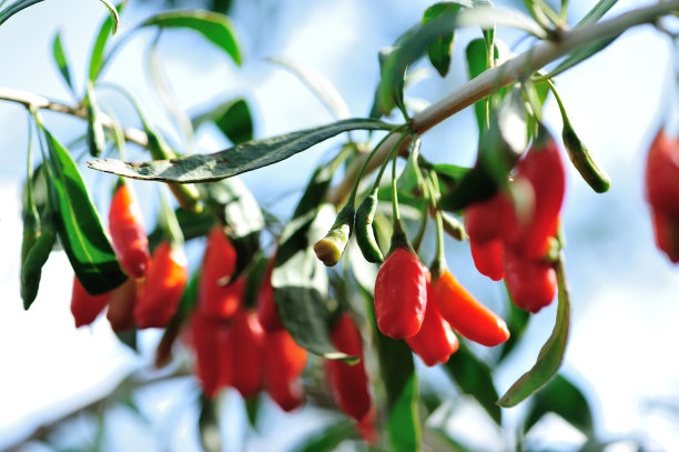 阳光花园中枸杞果实和植物图片下载