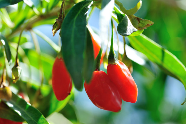 阳光花园中枸杞果实和植物图片下载