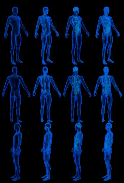 12 x射线全息图渲染男性身体与骨骼和内部器官-医学生理学概念- cg高详细医学3D插图孤立图片下载