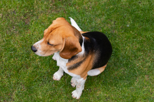 成人小猎犬图片下载