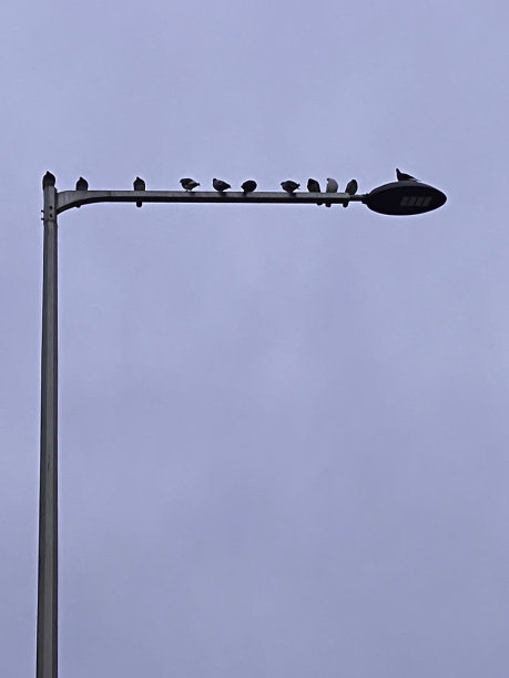 天空中的鸟儿图片下载