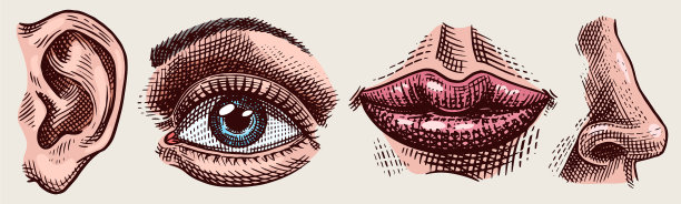 器官解剖或面部详细接吻图片下载