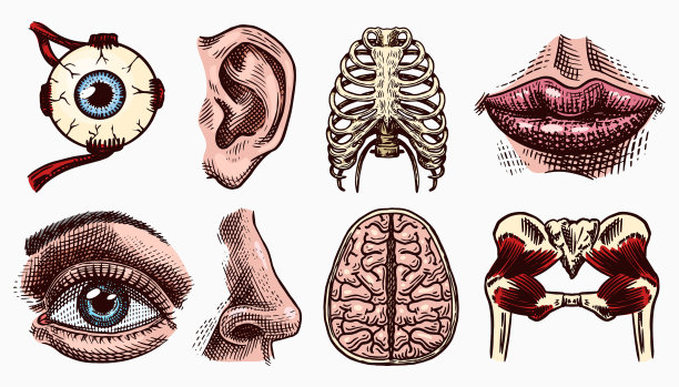 解剖学人体骨骼和肌肉固定器官图片下载