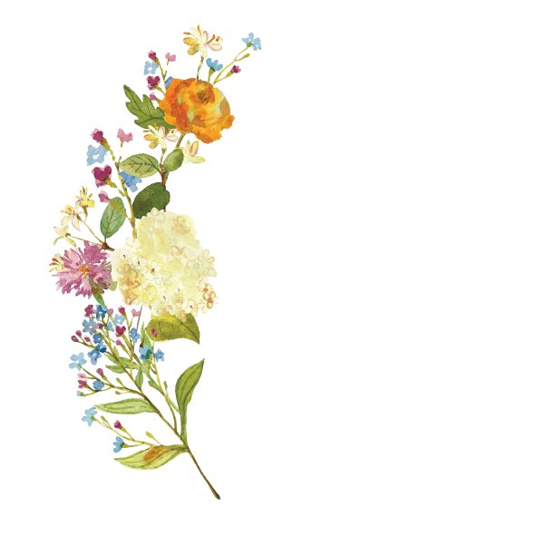 手绘水彩花束。美丽温柔的花朵组成。绣球花,矢车菊,brunnera。印花、请柬、纺织品设计。图片下载