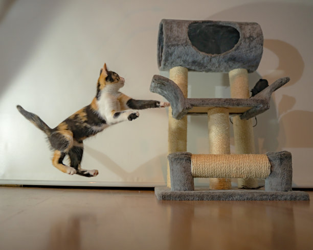 顽皮，可爱，猫，小猫，宠物，恶作剧，跳图片下载