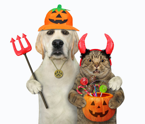 狗在万圣节拥抱猫图片下载
