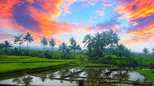 日落时的景观稻田图片下载