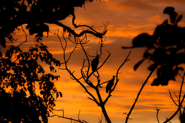 在印度卡纳塔克邦迈苏鲁附近的Kabini丛林，秃鹰在橙色天空下的黄昏在一棵树上休息的可爱剪影图片。图片下载